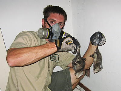 Rochester raccoon trapping